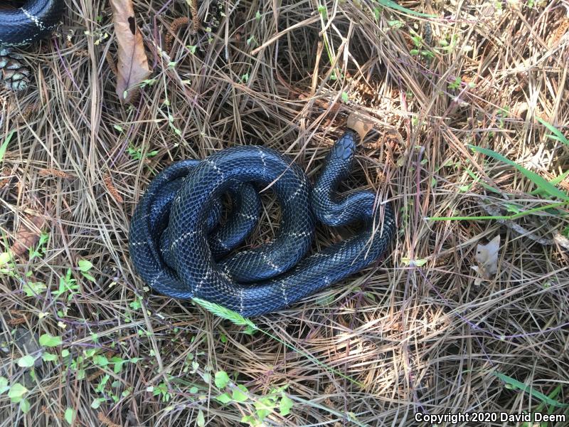 Eastern Kingsnake (Lampropeltis getula getula)