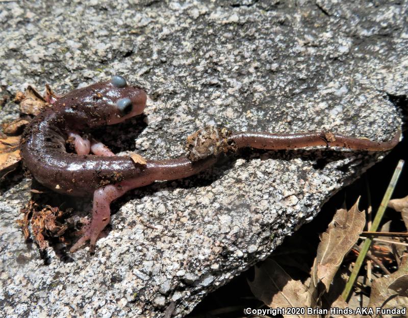 Monterey Ensatina (Ensatina eschscholtzii eschscholtzii)