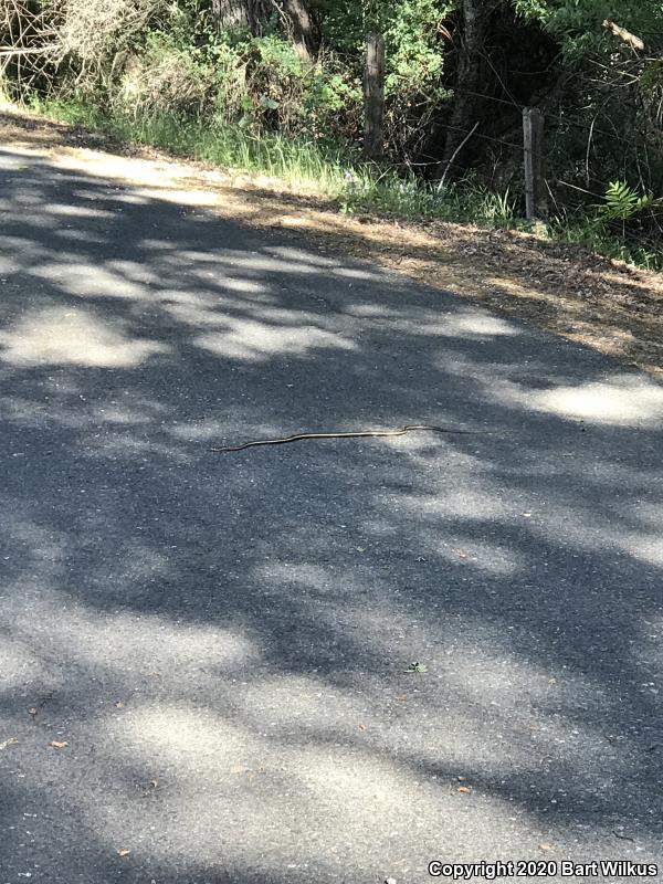 California Striped Racer (Coluber lateralis lateralis)