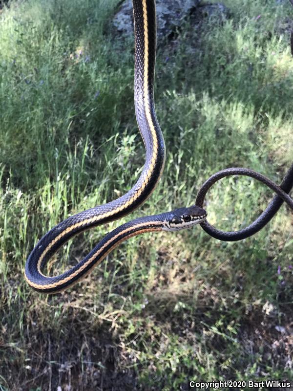 California Striped Racer (Coluber lateralis lateralis)