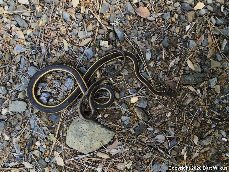 California Striped Racer (Coluber lateralis lateralis)