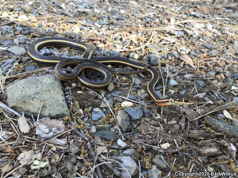 California Striped Racer (Coluber lateralis lateralis)