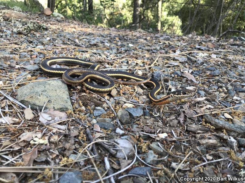 California Striped Racer (Coluber lateralis lateralis)