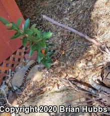 St. Helena Mountain Kingsnake (Lampropeltis zonata zonata)