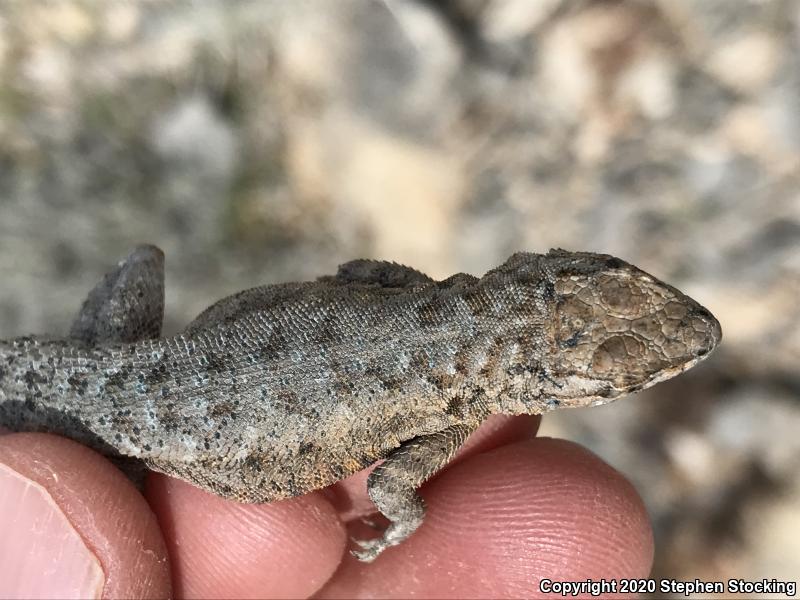 Northern Side-blotched Lizard (Uta stansburiana stansburiana)