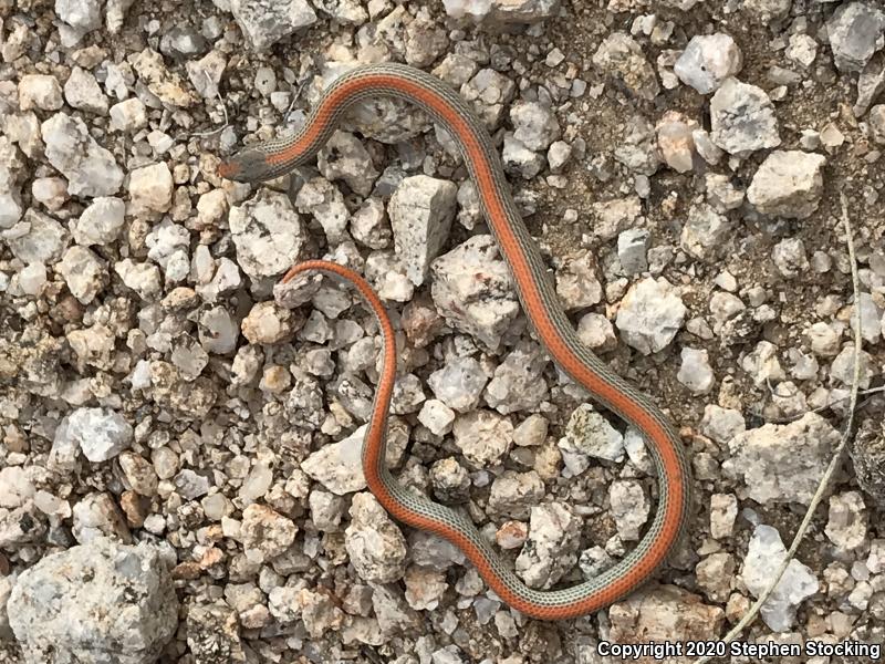 Variable Groundsnake (Sonora semiannulata semiannulata)