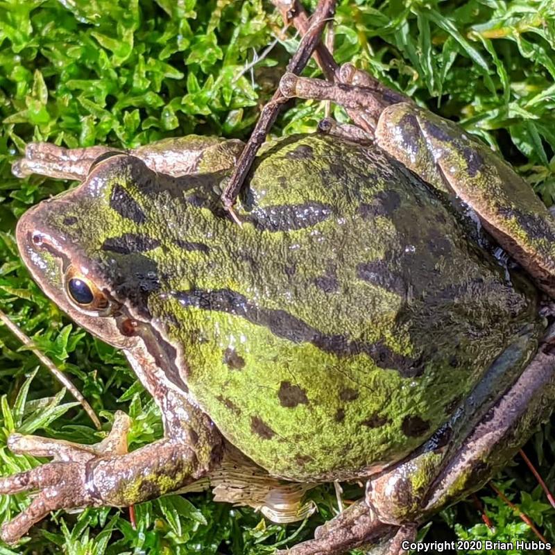 Northern Pacific Treefrog (Pseudacris regilla)