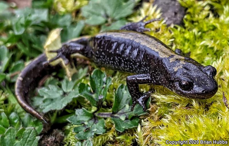 Western Long-toed Salamander (Ambystoma macrodactylum macrodactylum)