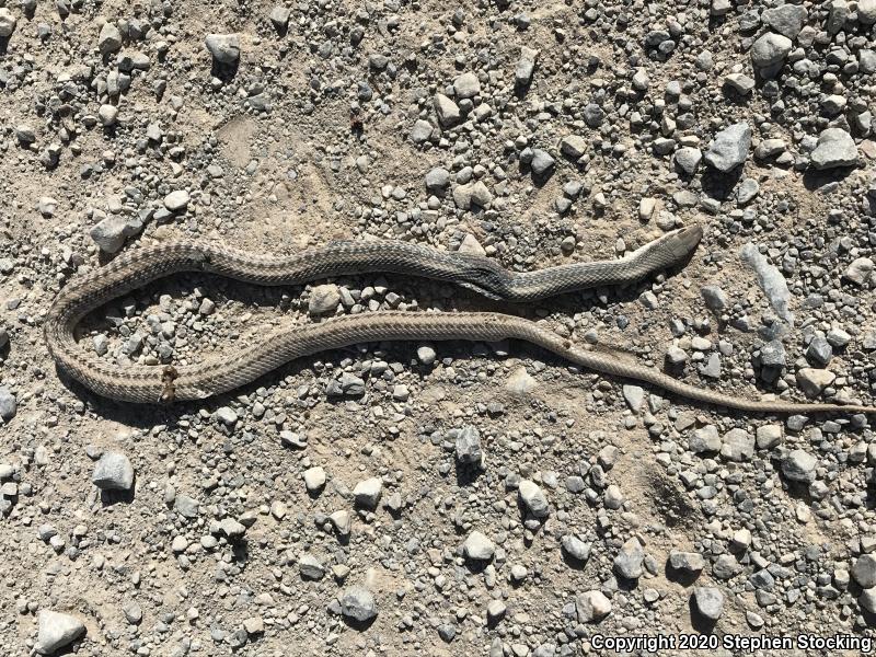 Mojave Patch-nosed Snake (Salvadora hexalepis mojavensis)