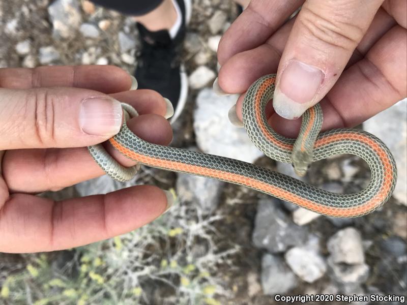 Variable Groundsnake (Sonora semiannulata semiannulata)