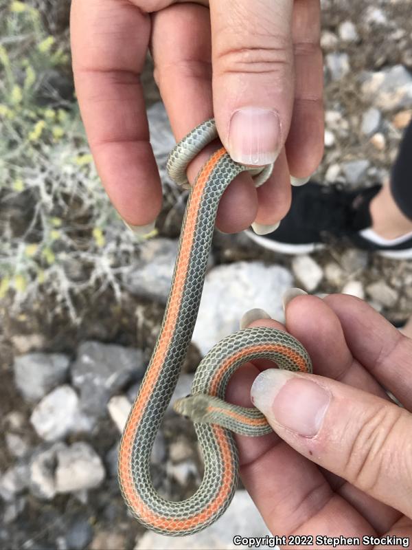 Variable Groundsnake (Sonora semiannulata semiannulata)