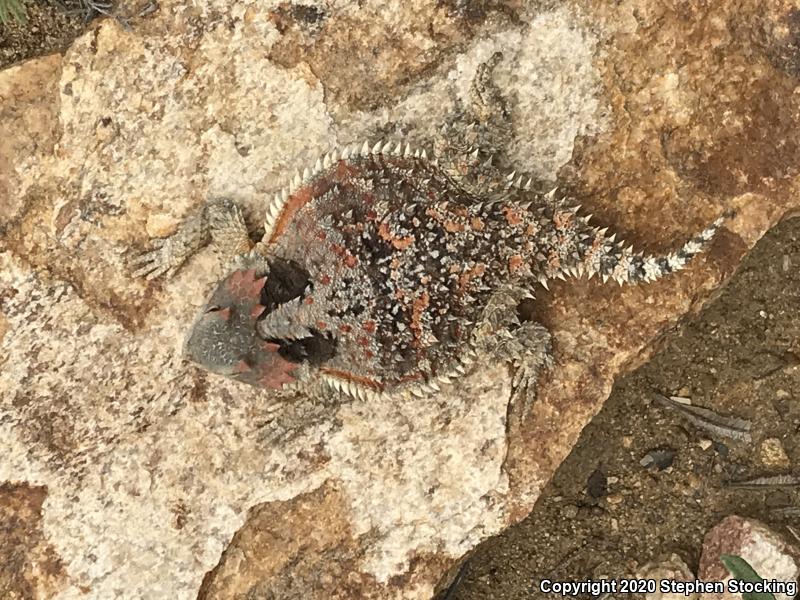 Hernandez's Short-horned Lizard (Phrynosoma hernandesi hernandesi)