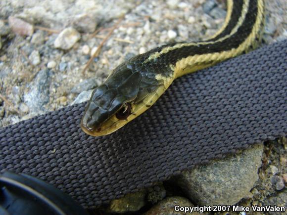 Eastern Gartersnake (Thamnophis sirtalis sirtalis)