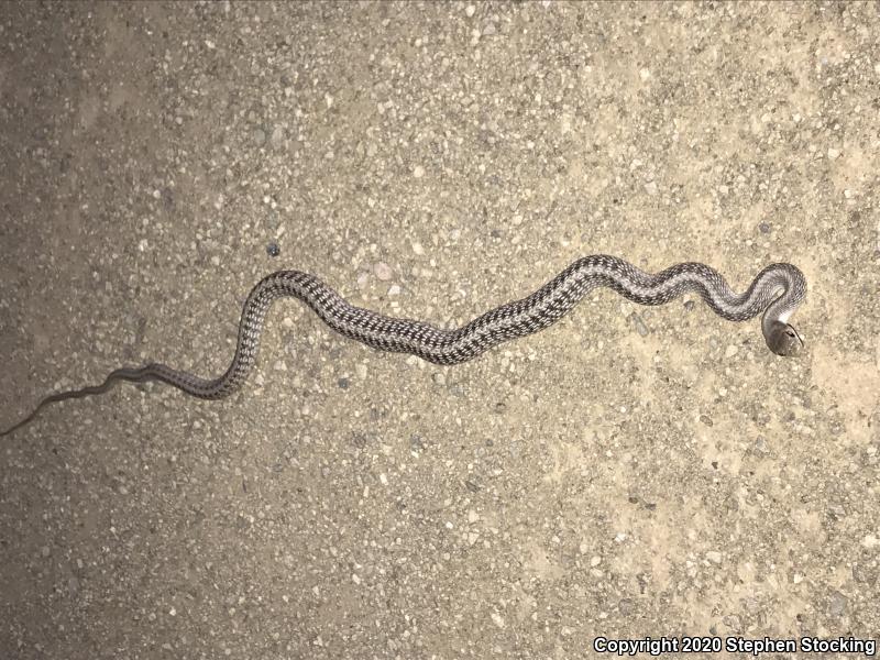 Mojave Patch-nosed Snake (Salvadora hexalepis mojavensis)