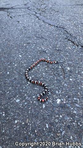 St. Helena Mountain Kingsnake (Lampropeltis zonata zonata)