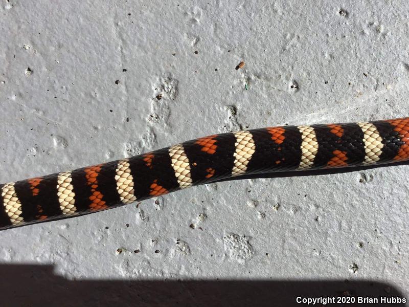 St. Helena Mountain Kingsnake (Lampropeltis zonata zonata)