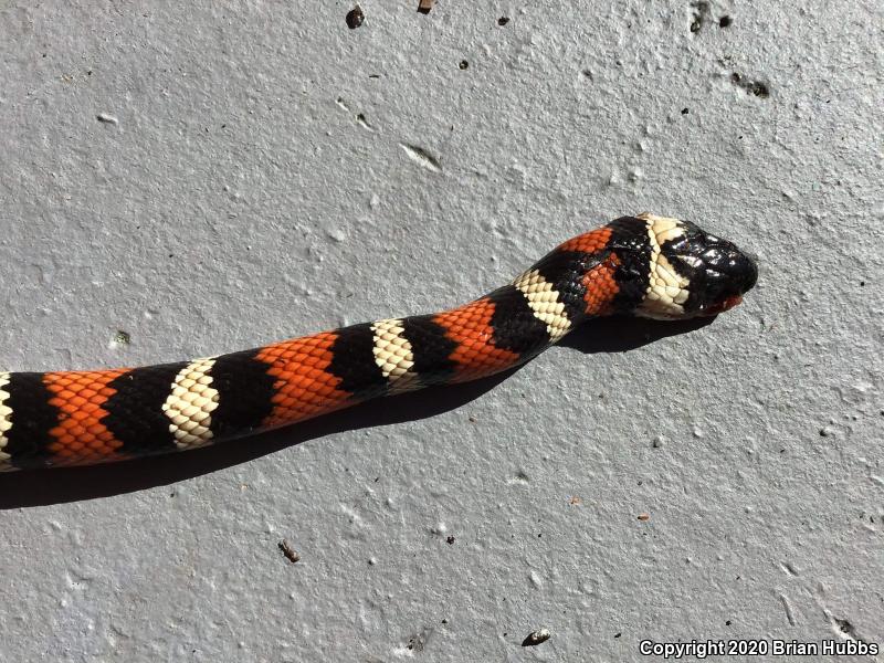 St. Helena Mountain Kingsnake (Lampropeltis zonata zonata)