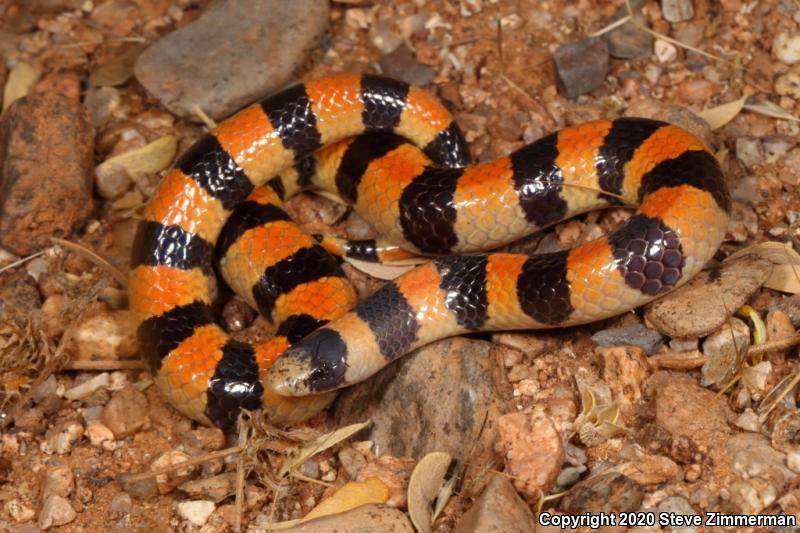 Variable Sandsnake (Chilomeniscus stramineus)