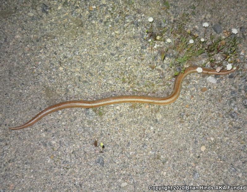 Desert Rosy Boa (Lichanura trivirgata gracia)