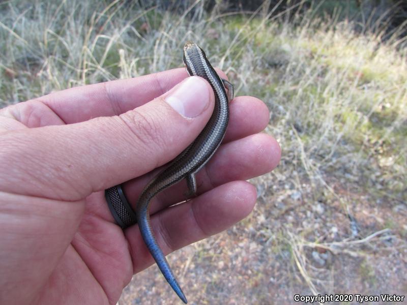 Great Basin Skink (Plestiodon skiltonianus utahensis)