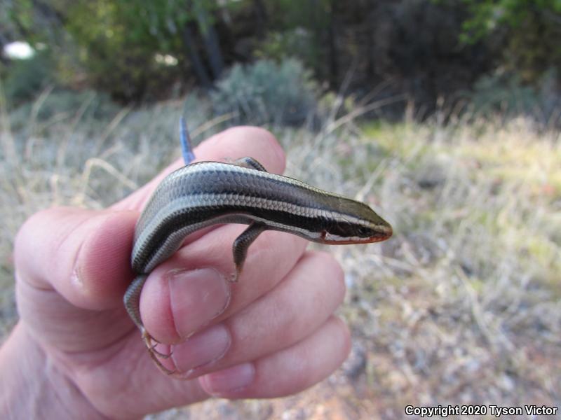 Great Basin Skink (Plestiodon skiltonianus utahensis)