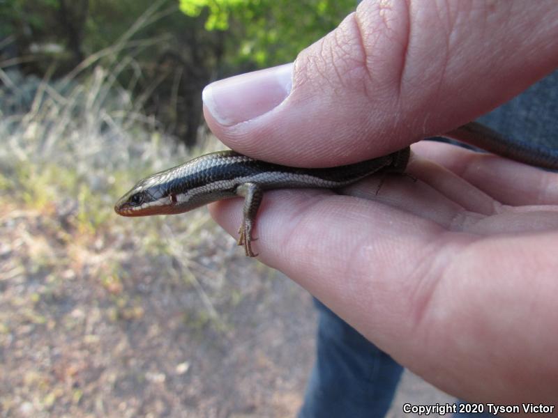 Great Basin Skink (Plestiodon skiltonianus utahensis)