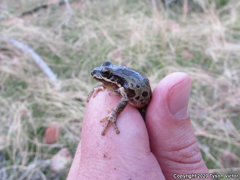 Baja California Treefrog (Pseudacris hypochondriaca)