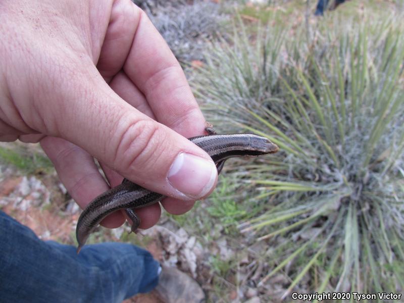 Great Basin Skink (Plestiodon skiltonianus utahensis)