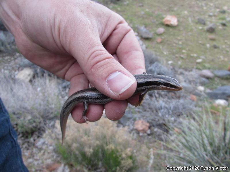 Great Basin Skink (Plestiodon skiltonianus utahensis)