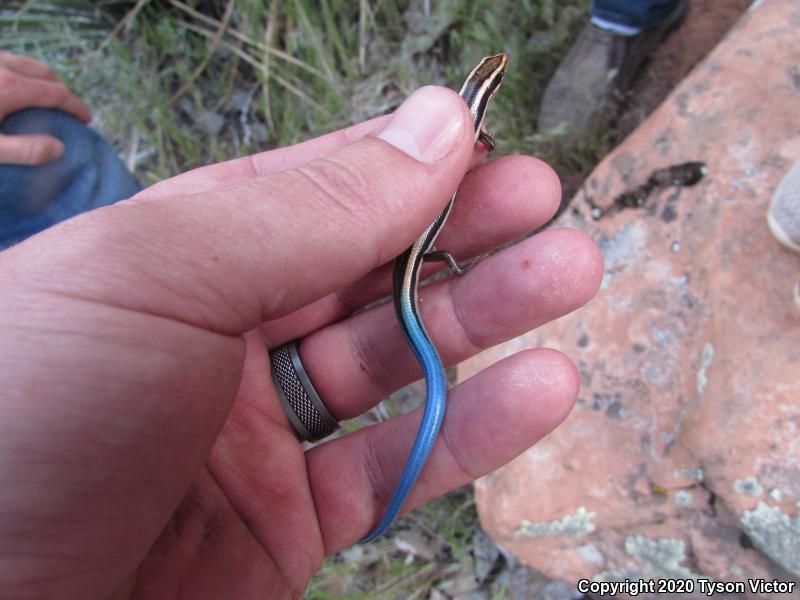 Great Basin Skink (Plestiodon skiltonianus utahensis)