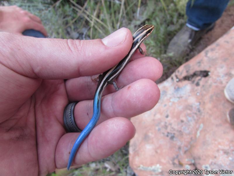 Great Basin Skink (Plestiodon skiltonianus utahensis)