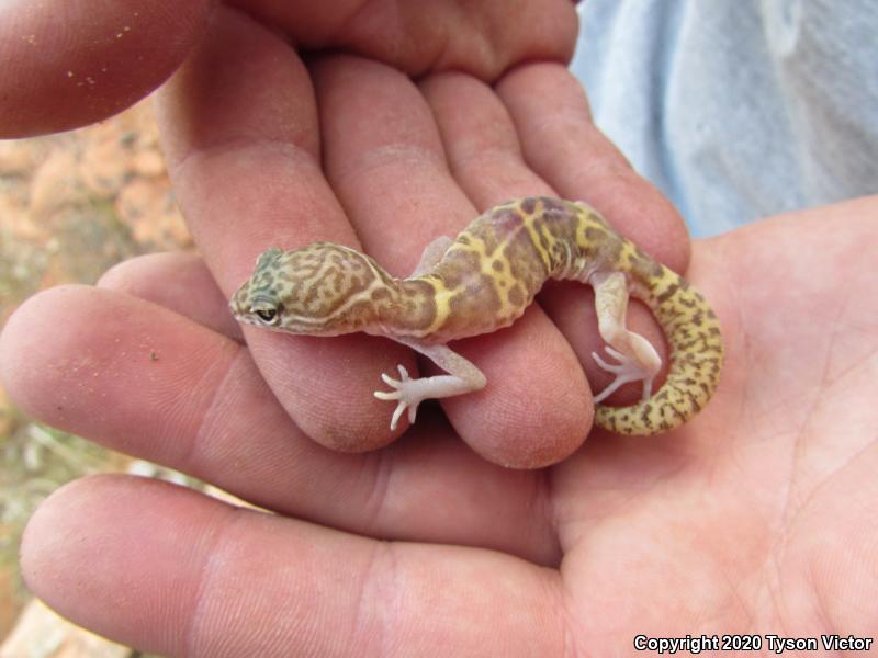 Utah Banded Gecko (Coleonyx variegatus utahensis)