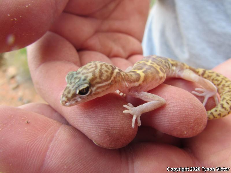 Utah Banded Gecko (Coleonyx variegatus utahensis)