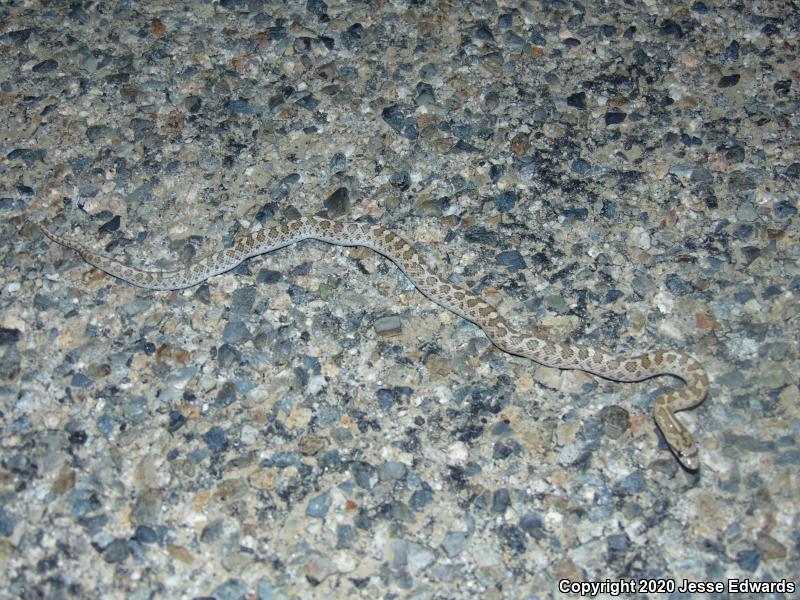 California Glossy Snake (Arizona elegans occidentalis)