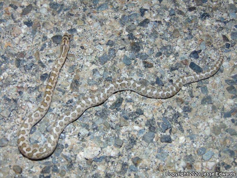 California Glossy Snake (Arizona elegans occidentalis)