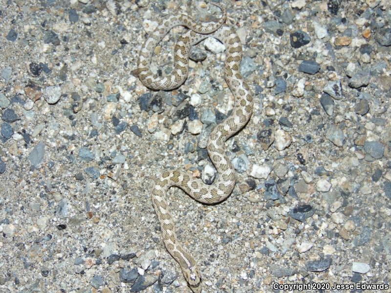 California Glossy Snake (Arizona elegans occidentalis)