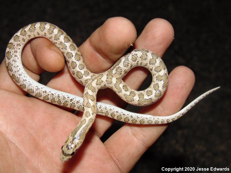 California Glossy Snake (Arizona elegans occidentalis)