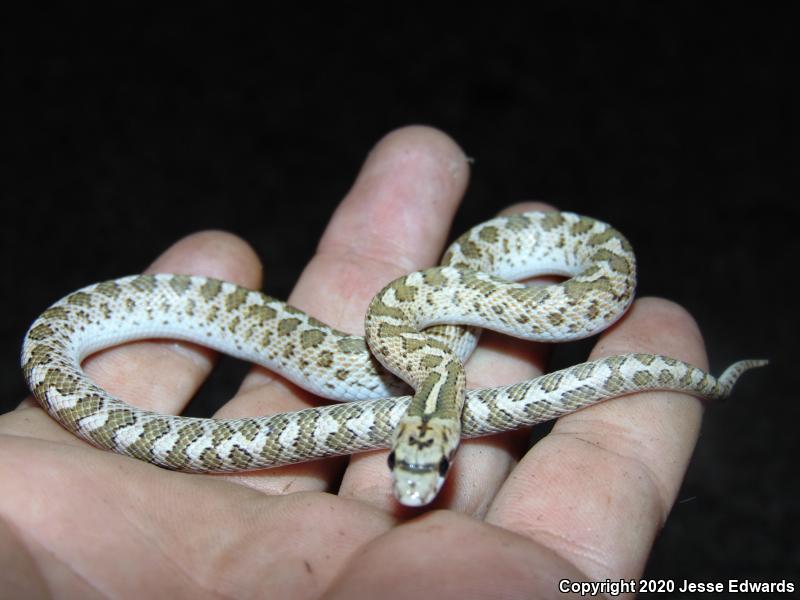 California Glossy Snake (Arizona elegans occidentalis)