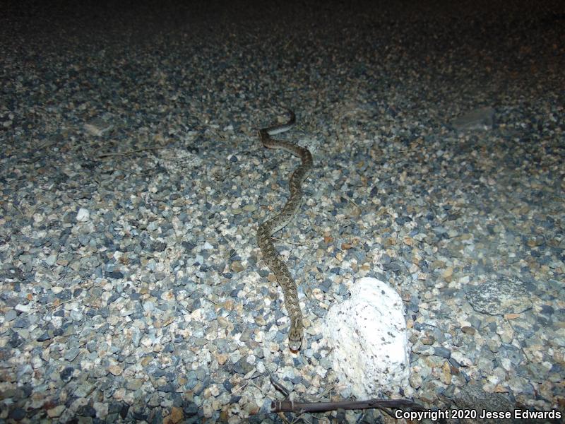 California Glossy Snake (Arizona elegans occidentalis)