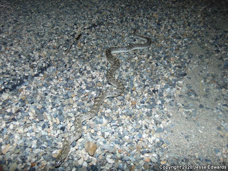 California Glossy Snake (Arizona elegans occidentalis)