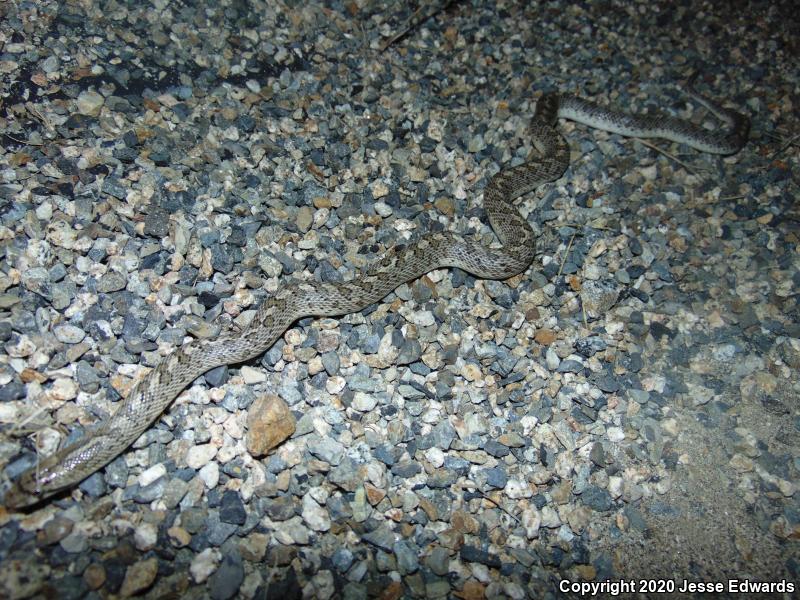 California Glossy Snake (Arizona elegans occidentalis)