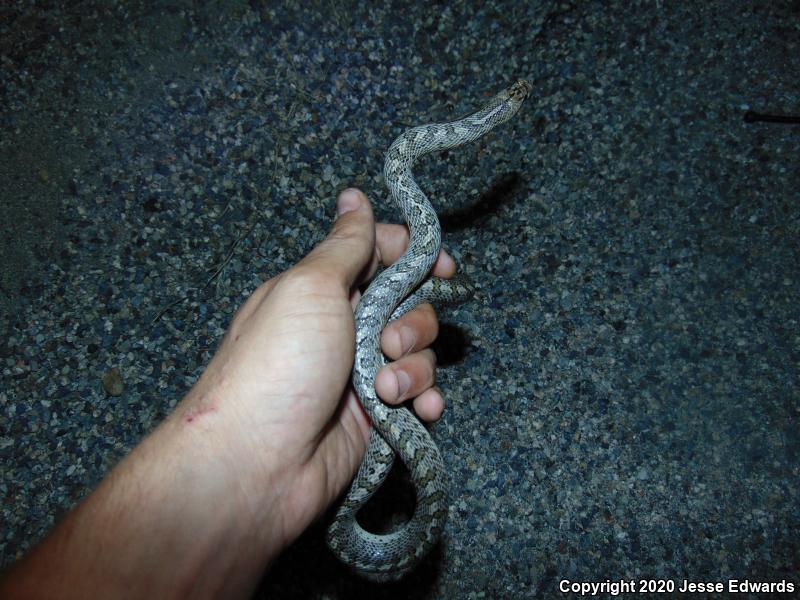 California Glossy Snake (Arizona elegans occidentalis)