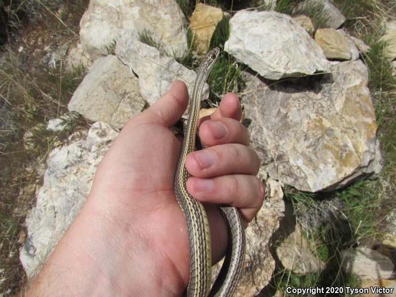 Desert Striped Whipsnake (Coluber taeniatus taeniatus)