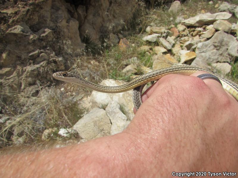 Desert Striped Whipsnake (Coluber taeniatus taeniatus)