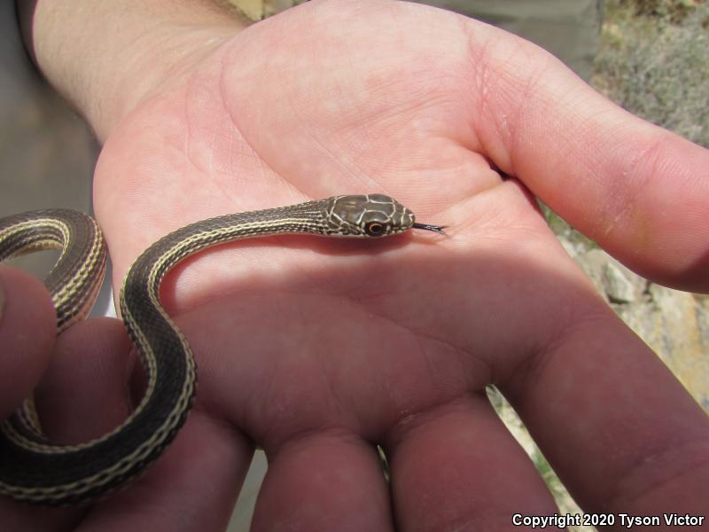 Desert Striped Whipsnake (Coluber taeniatus taeniatus)