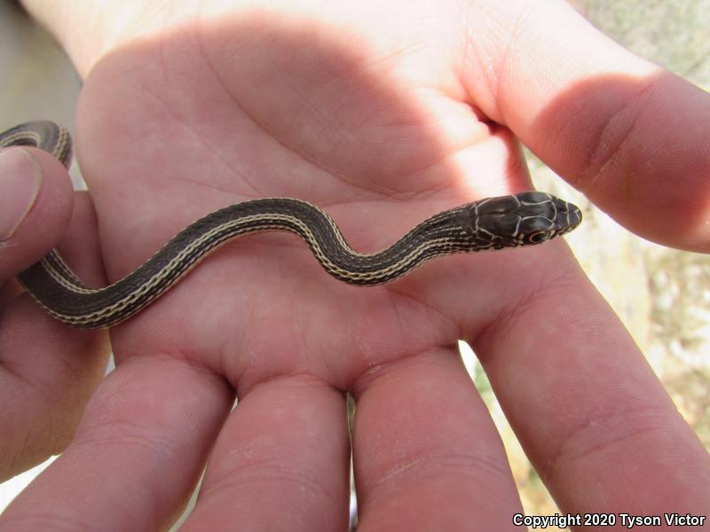 Desert Striped Whipsnake (Coluber taeniatus taeniatus)