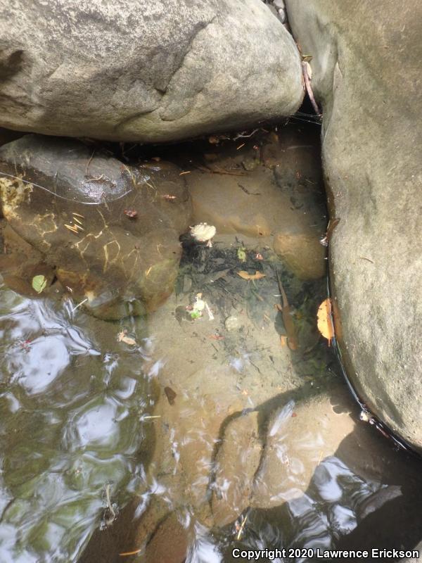 Coast Range Newt (Taricha torosa torosa)