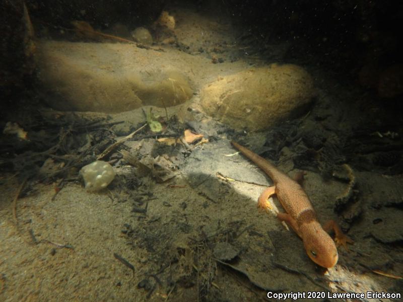 Coast Range Newt (Taricha torosa torosa)