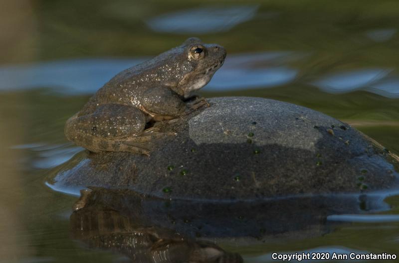 Foothill Yellow-legged Frog (Rana boylii)