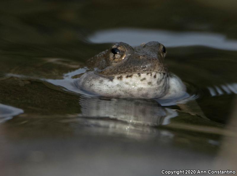 Foothill Yellow-legged Frog (Rana boylii)